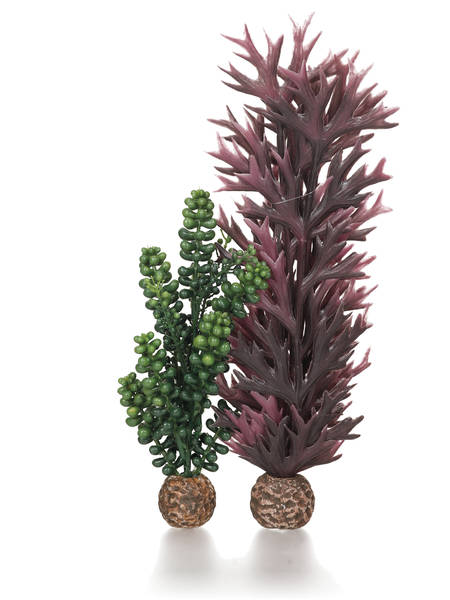 biOrb rostlina mořská perla