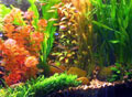 AKVARISTIKA