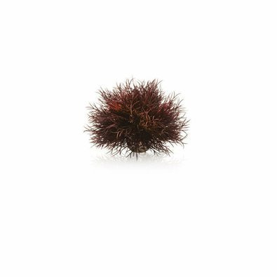 biorb-mala-morska-lilie-karminova.jpg