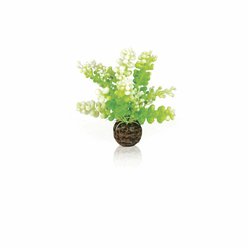 biOrb vodní rostlina Caulerpa
